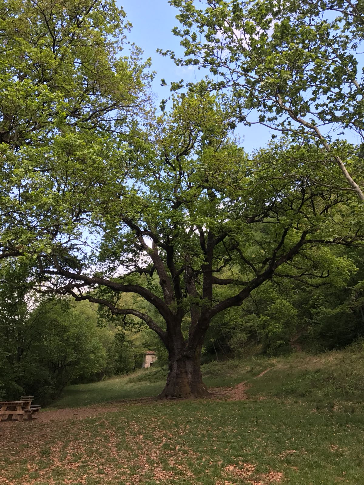 Lake como hiking - oak tree Rogolone - Hotel Loveno